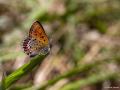 Lycaena helle (Menekşe Bakırgüzeli)